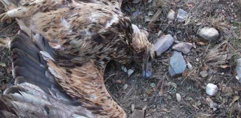 Mueren dos águilas imperiales ibéricas envenenadas en Ávila