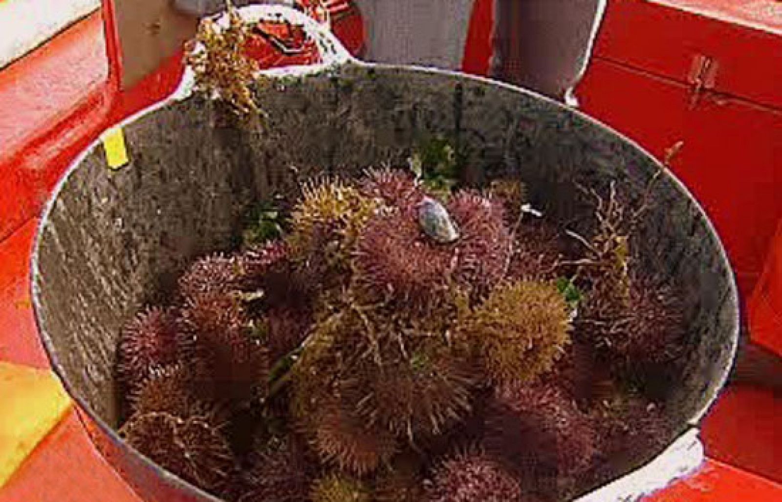 España Directo - Tesoros del mar | Ver