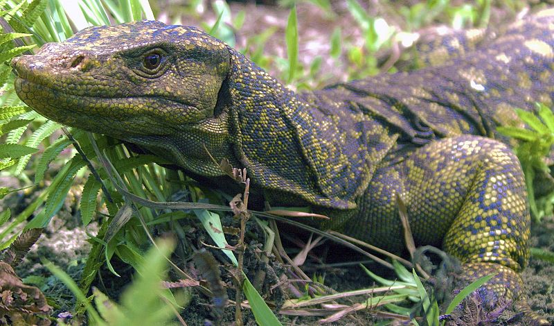 Descubren una nueva especie de lagarto gigante de dos metros de largo