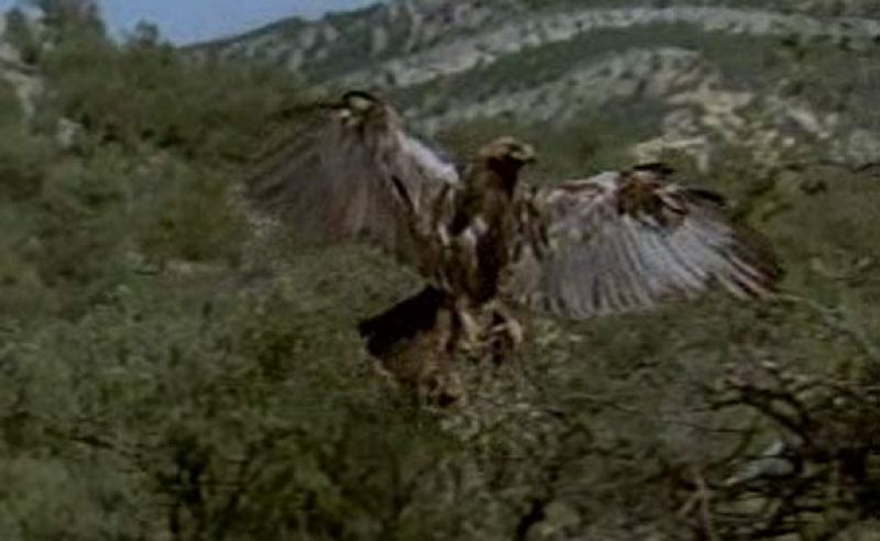 El águila imperial ibérica, la rapaz más amenazada del continente europeo