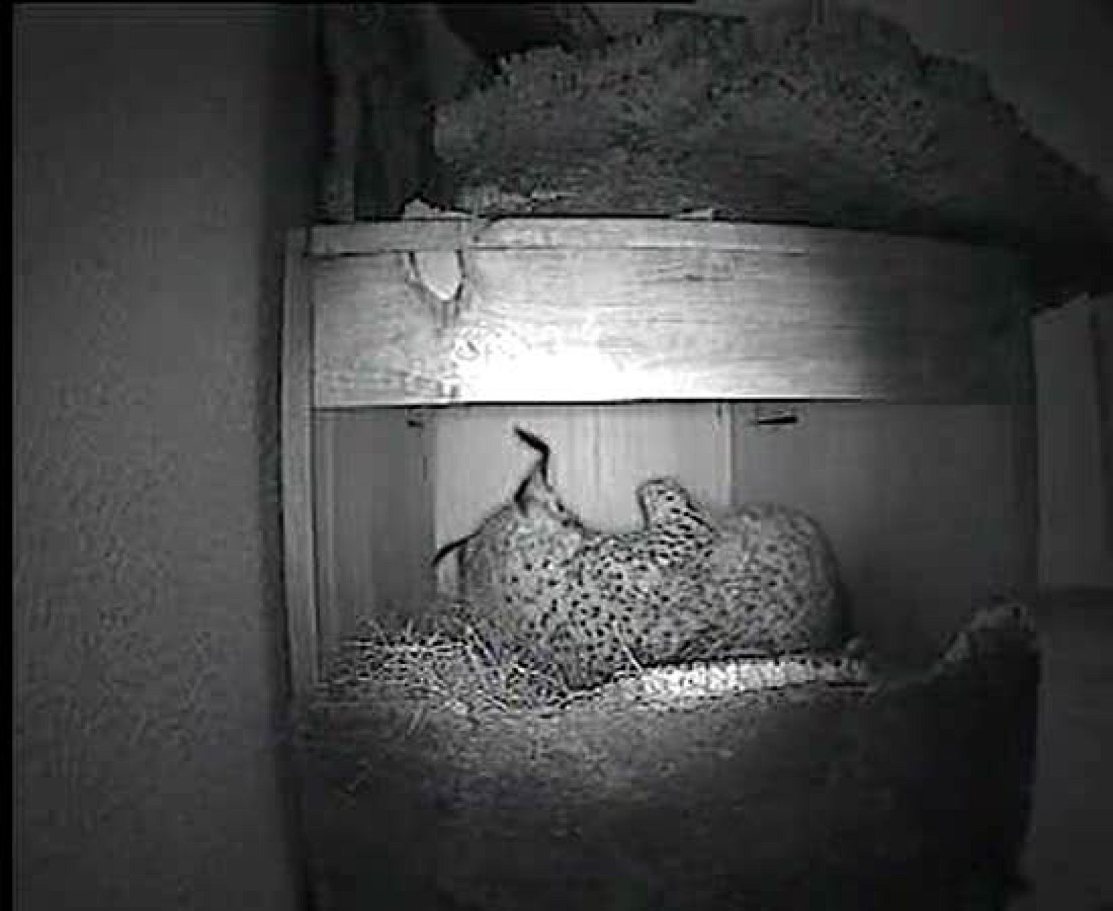 Nacimiento de los dos primeros linces ibéricos en cautividad en Portugal - Ciencia y tecnología en Rtve.es | Ver