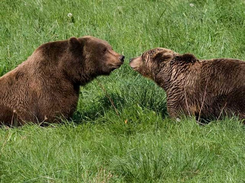 'Furaco', 'Paca' y 'Tola': tercera primavera juntos