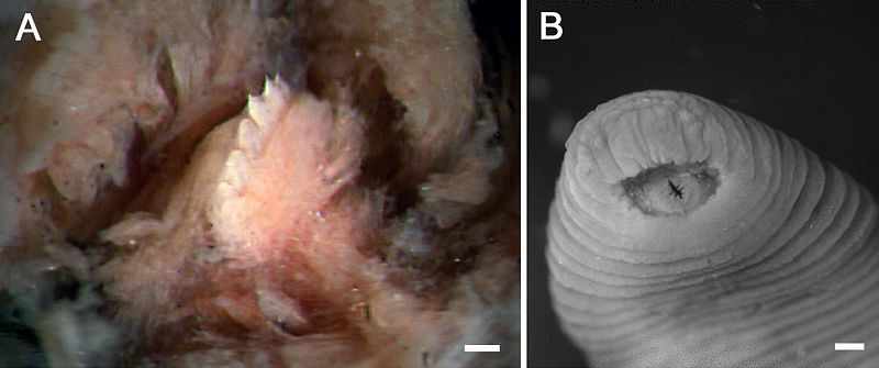 La sanguijuela T-Rex: enormes dientes y preferencia por las narices