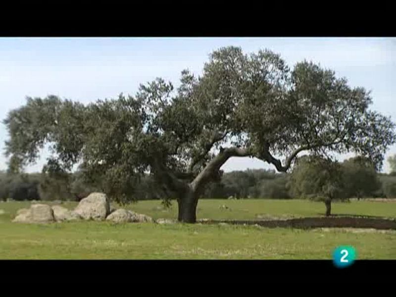 El escarabajo verde: La agonía de la dehesa