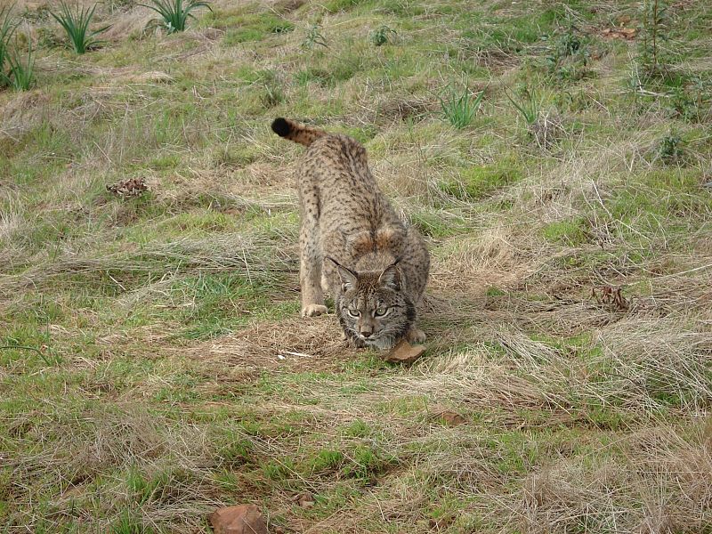 Cuarto parto de linces en cautividad en 'La Olivilla'