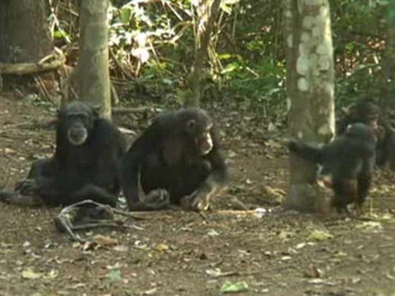 Los chimpancés sienten la muerte como los humanos