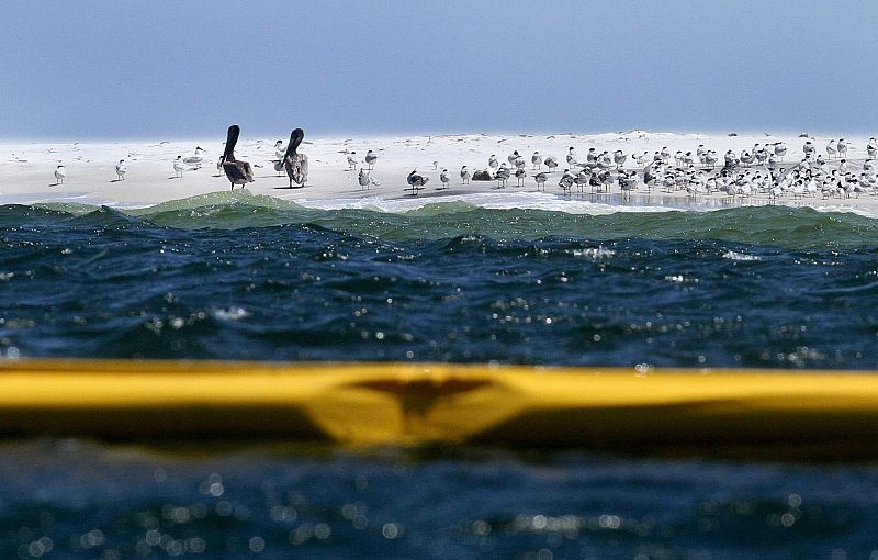 Más de 400 especies, amenazadas por la marea negra del Golfo de México