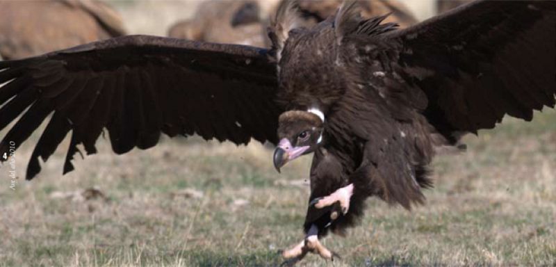 Nace el primer buitre negro en Cataluña un siglo después de su extinción