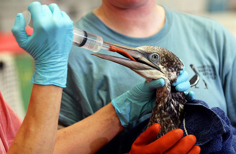 ¿Cómo se cuida a las aves tras la marea negra?