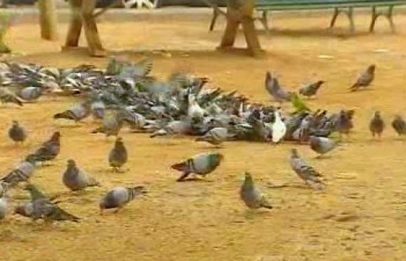 Guerra contra las palomas a dos euros la pieza