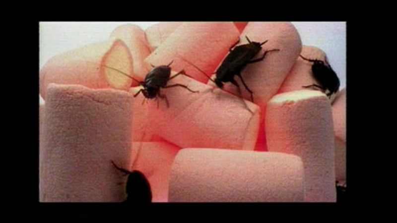 Insectos, insectos, insectos