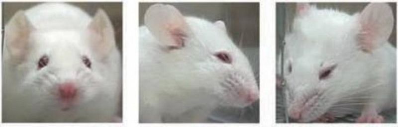 Los ratones, como los humanos, expresan el dolor con sus gestos