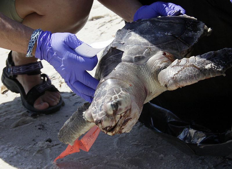 Investigan la muerte de delfines y tortugas marinas en el Golfo de México