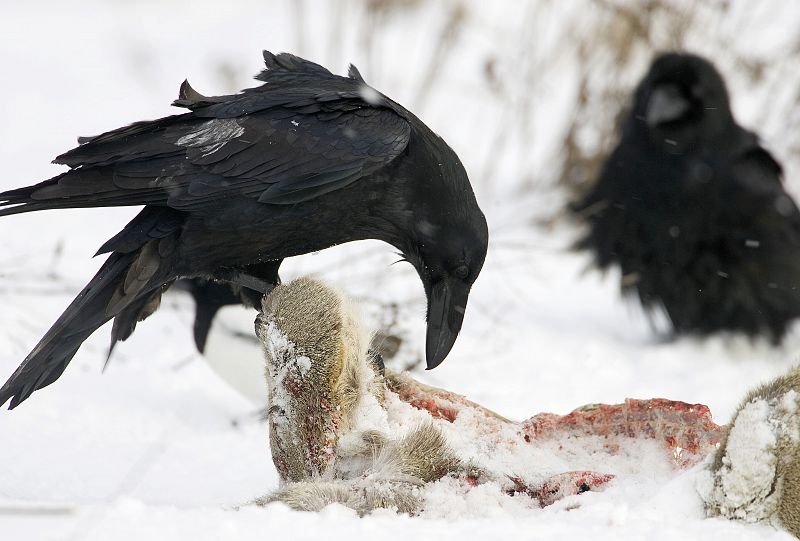 Los cuervos consuelan al perdedor de una pelea