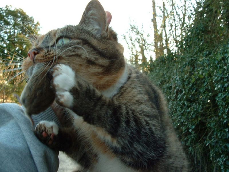 ¿Por qué los ratones huyen de los gatos?