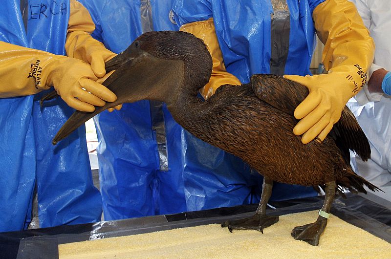 Más de 300 aves marinas muertas por el vertido de petróleo en el Golfo de México