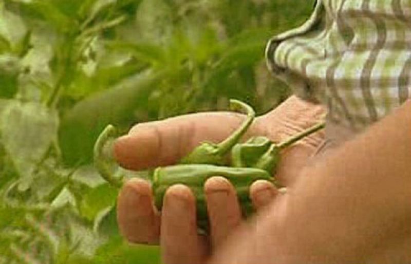 Unos pican y otros no