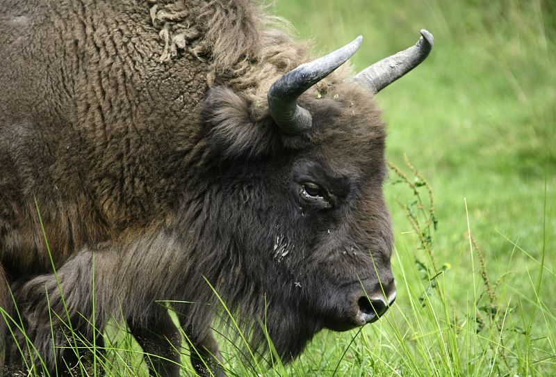 Los bisontes de Altamira regresan a Cantabria miles de años después de su extinción