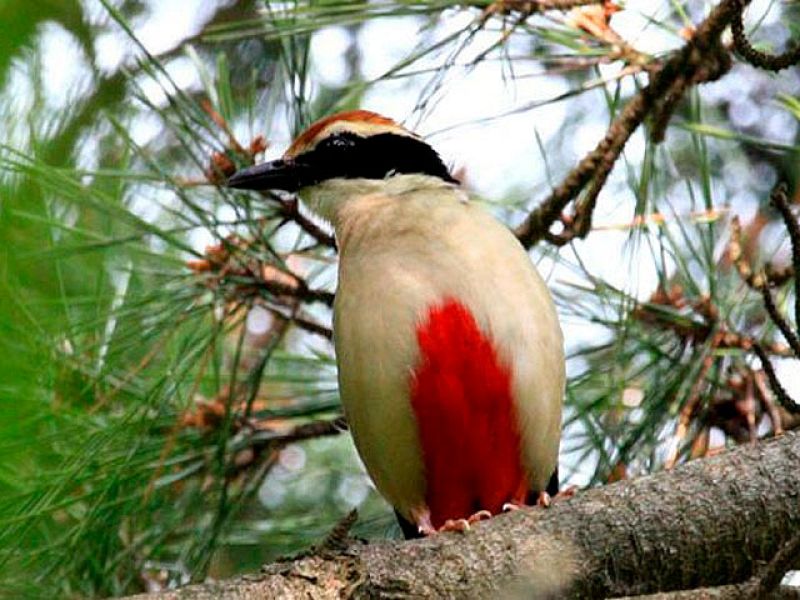 El planeta está viviendo "la sexta extinción", según los expertos