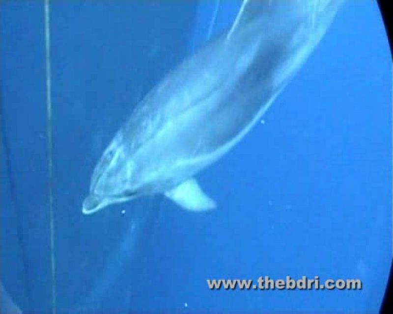 Charlas diplomáticas entre delfines para evitar agresiones físicas