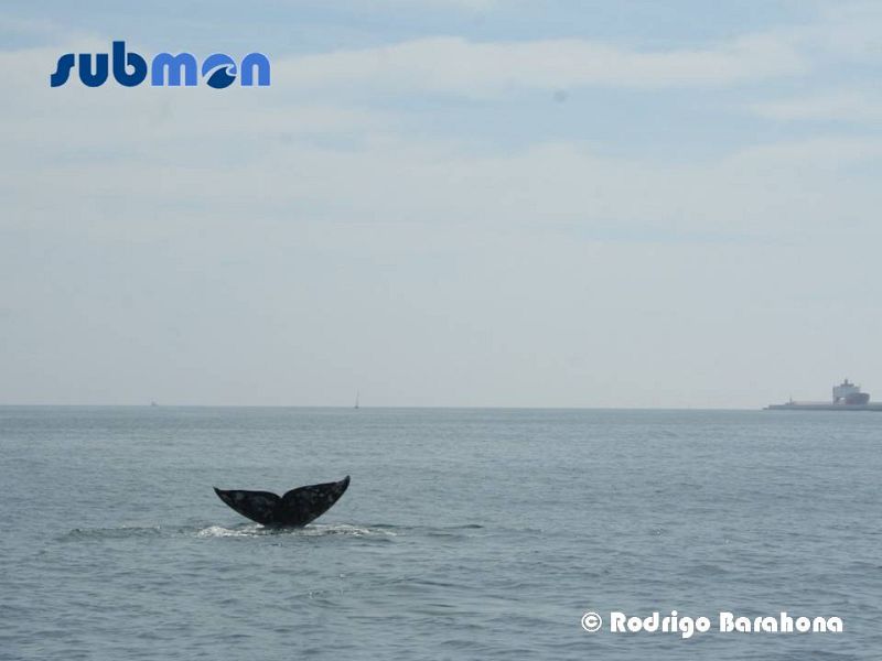 La misteriosa ballena gris vista en Barcelona