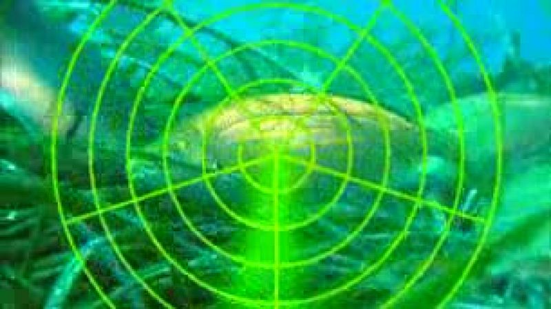 Alerta roja para los corales del Mar Cantábrico