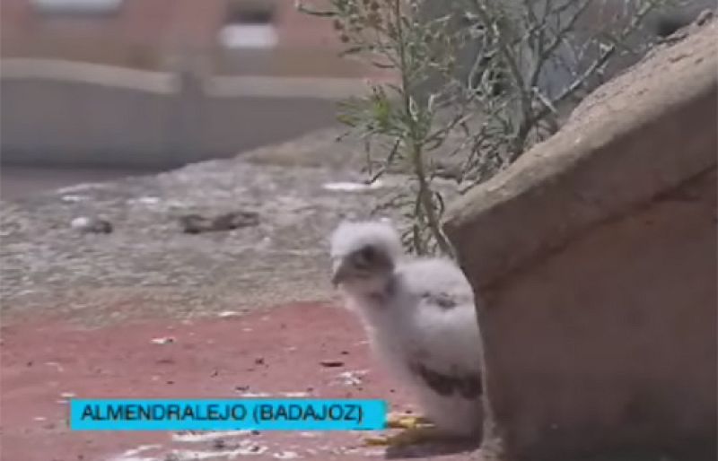 Cernícalos primilla de Extremadura a Portugal para reintroducir la especie