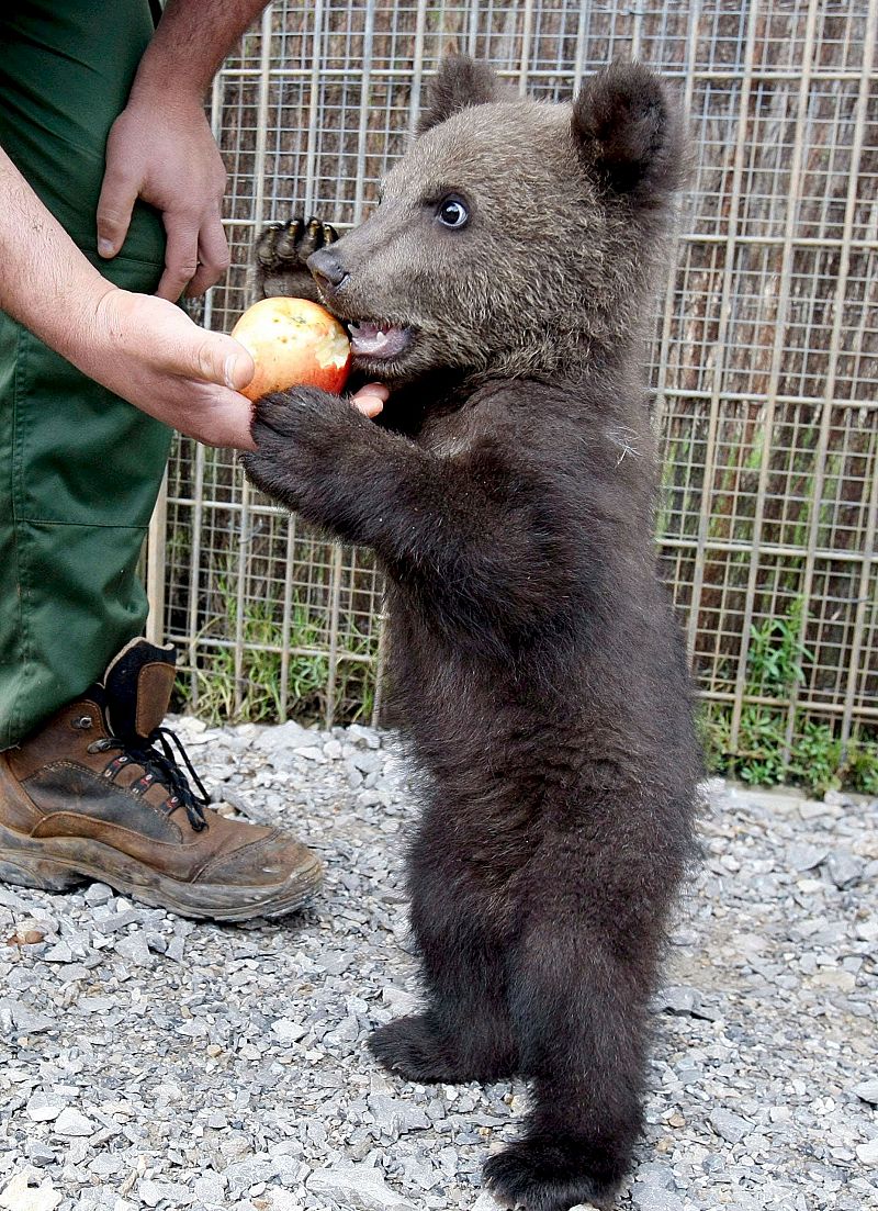 El osezno de Cabárceno ya tiene nombre, 'Aragón'