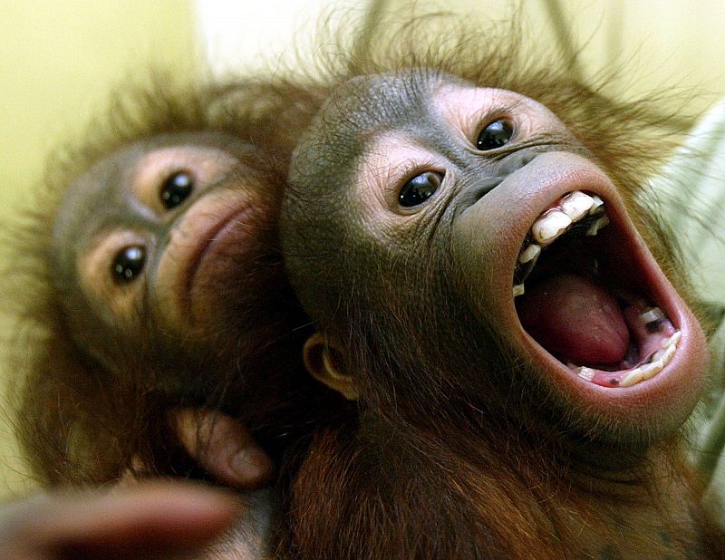 El lenguaje mudo de los orangutanes