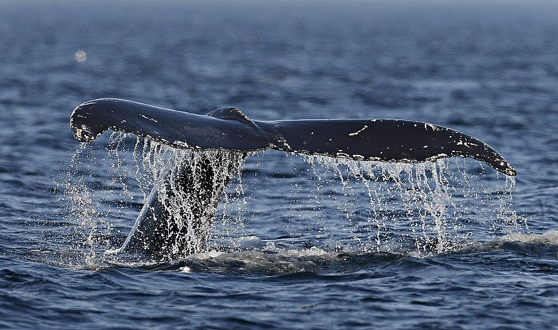 El amenazado futuro de las ballenas, a debate