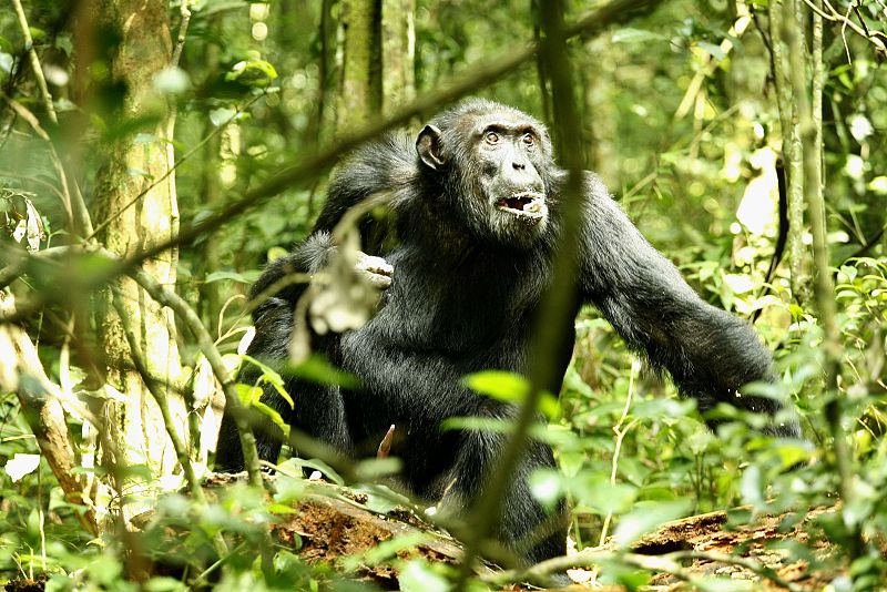 Los chimpancés asesinan a sus vecinos para adueñarse de sus territorios