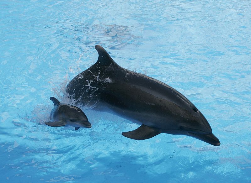 Los delfines sólo comen peces de alta calidad