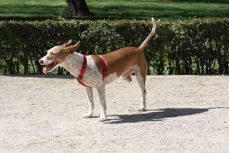 Los perros con tres patas impulsan la investigación robótica