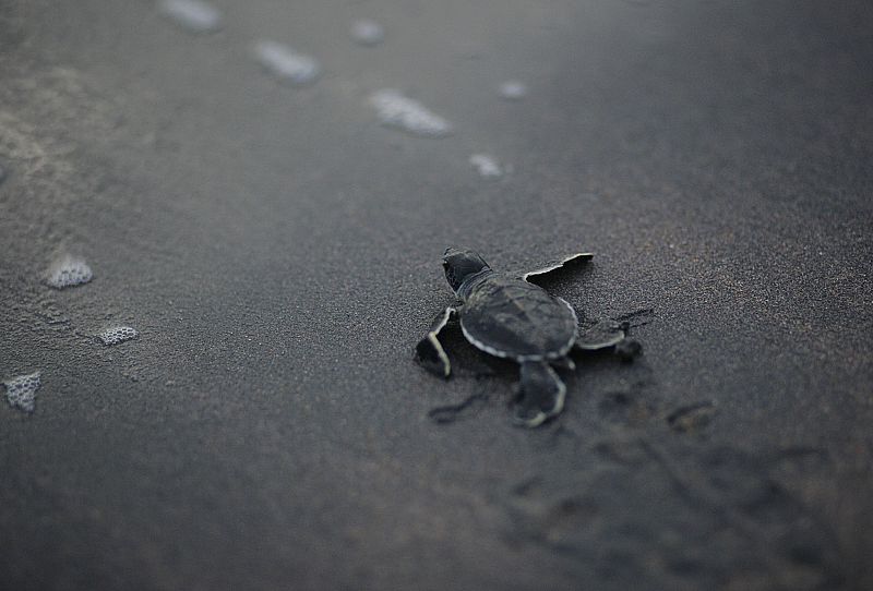 La mayor evacuación de tortugas del mundo por el vertido del Golfo de México