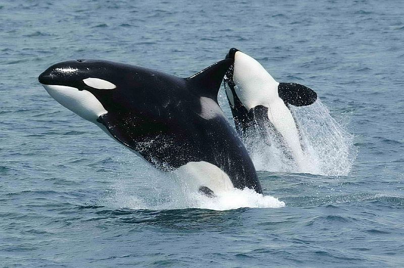 Las orcas ejercen de abuelas con sus familias