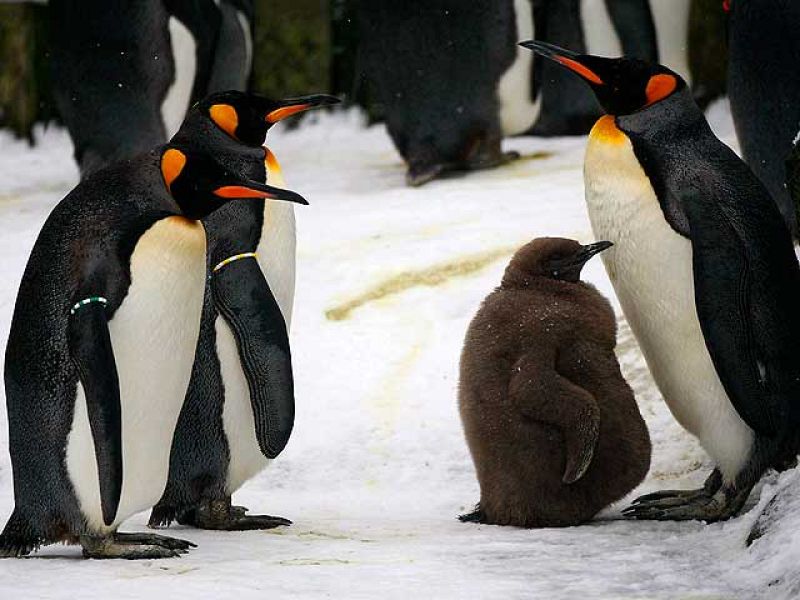 ¿Cómo soportan el calor los animales en el Zoo?
