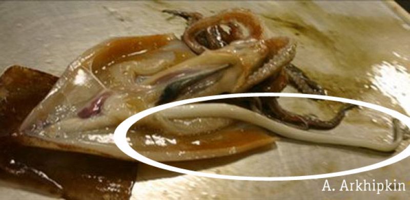 El asombroso órgano sexual del calamar gigante