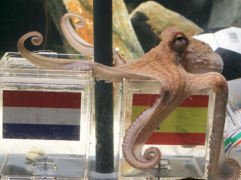 España, aliviada con la elección del pulpo Paul