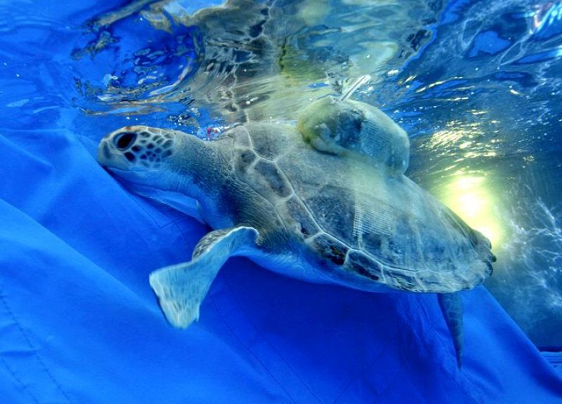 Liberan una tortuga verde con un transmisor que permitirá su seguimiento