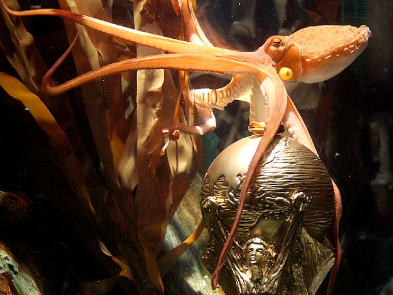 El once alternativo del Mundial