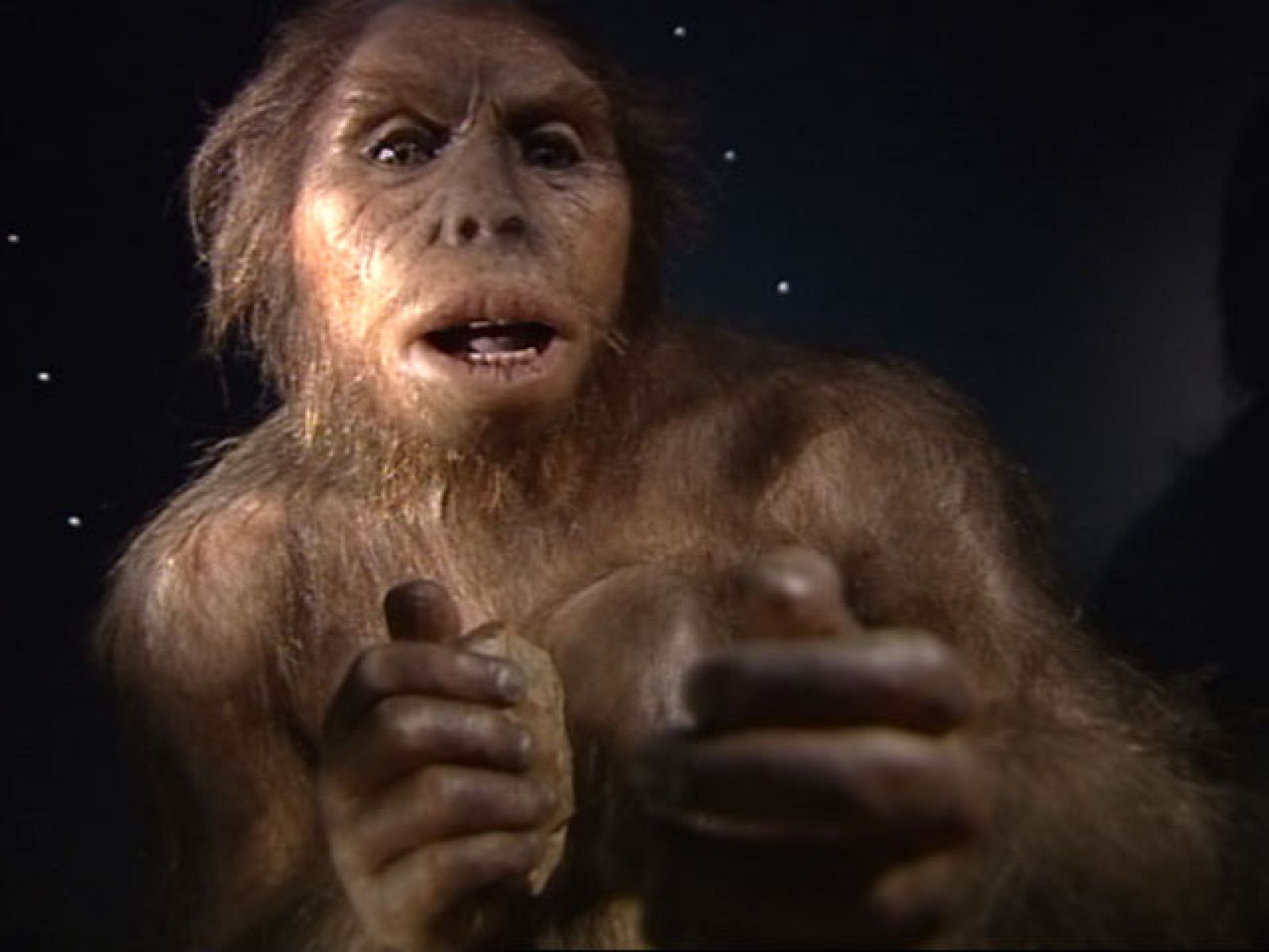 Abre sus puertas en Burgos el Museo de la Evolución Humana