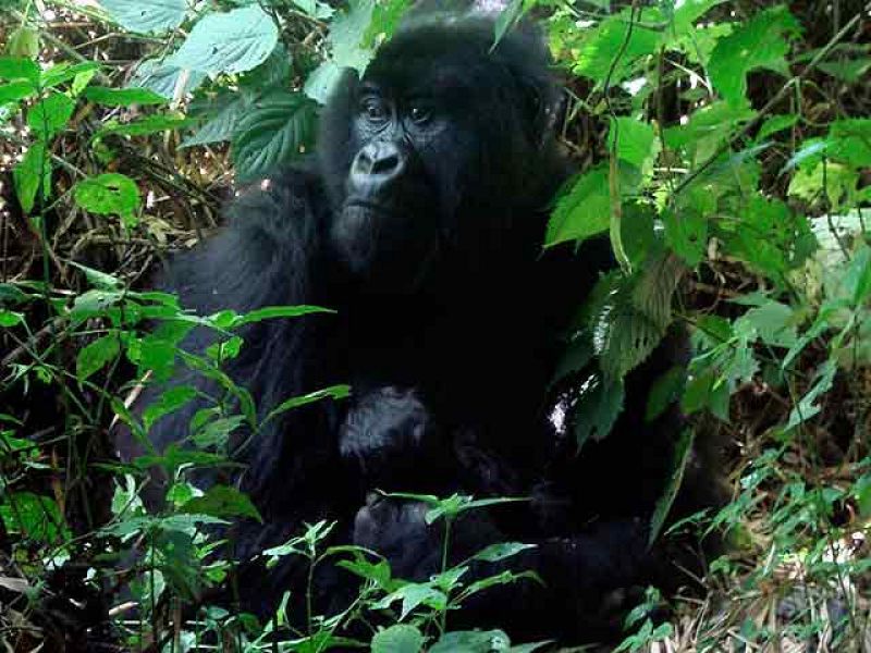 Los gorilas también juegan al 'tú la llevas'