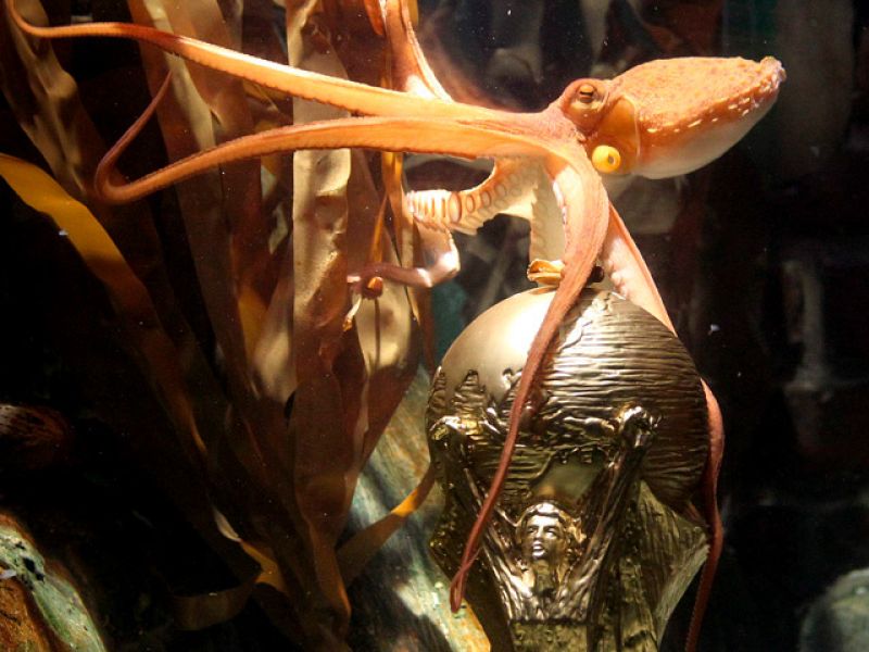 El Zoo de Madrid podría acoger al pulpo Paul