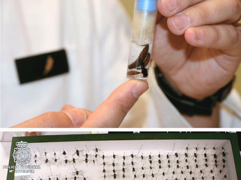 Los insectos, primeros testigos de los crímenes, ayudan a la Policía en sus investigaciones