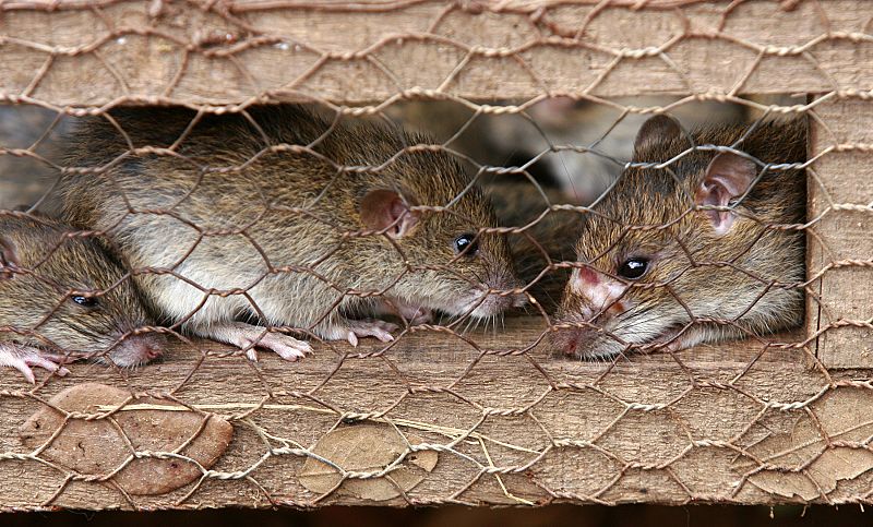 Ratones y hámsters poblarán la Estación Espacial Internacional desde 2012