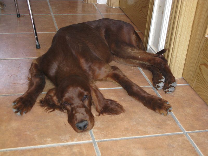 ¿Dónde dejo mi mascota en vacaciones?