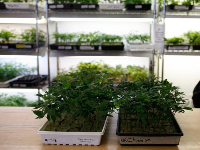 La ciudad californiana de Oackland legaliza el cultivo masivo de marihuana y su comercialización