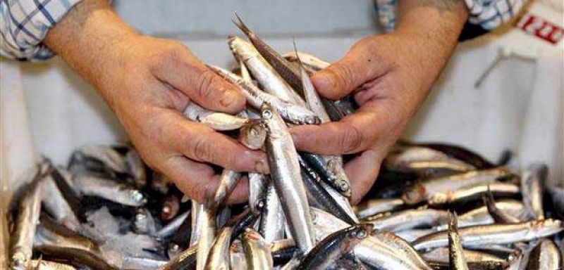 Bruselas permite la captura del doble de anchoas y sube la cuota a 15.600 toneladas