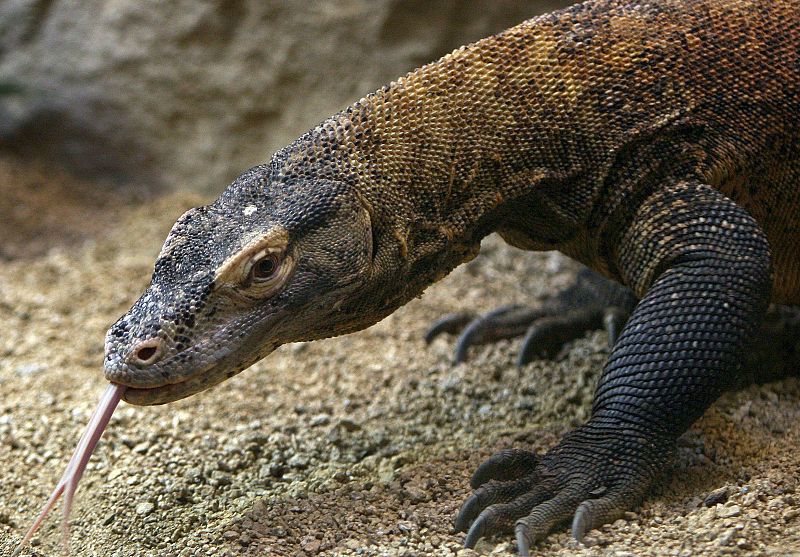 El zoo de Barcelona inicia la cría en cautividad de dragones de Komodo