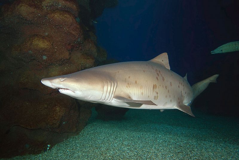 El Mediterráneo es el lugar más peligroso del mundo para los tiburones